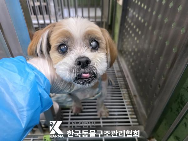 한국동물구조관리협회_411316202500184